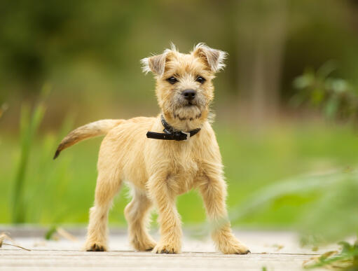 Un magnifique petit chiot cairn terrier, qui se tient bien droit.