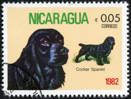 Un cocker sur un timbre d'amérique centrale