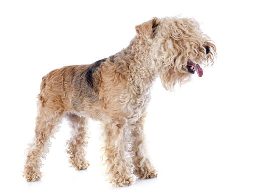 Un adorable jeune lakeland terrier haletant, attendant de jouer avec son propriétaire