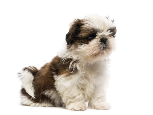 Un adorable petit chiot shih tzu assis bien sagement sur le sol