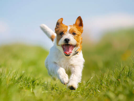 Un jack russell terrier excité sprintant vers son propriétaire