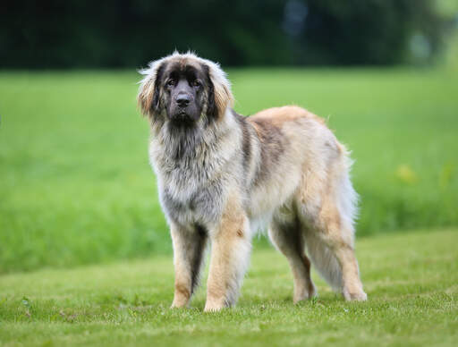 Un leonberger adulte en bonne santé avec un beau pelage épais