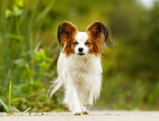 Un beau papillon intelligent avec des oreilles touffues