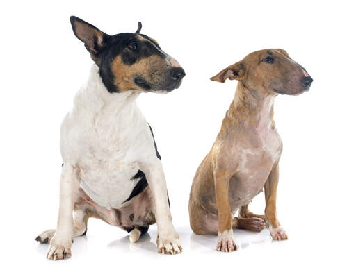 Deux bull terriers adultes assis, satisfaits de la compagnie de l'autre