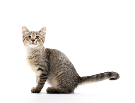 Un petit chaton american shorthair avec une belle fourrure tabby