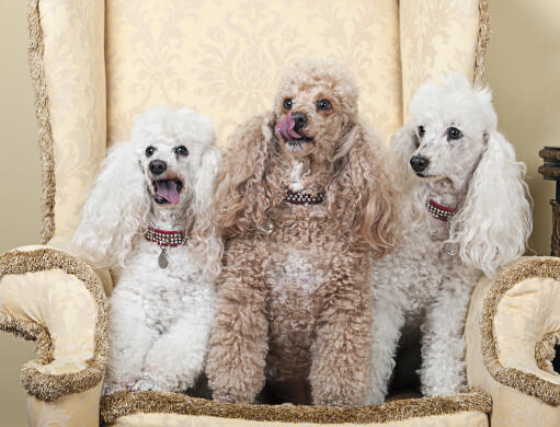 Trois merveilleux caniches miniatures assis sur un fauteuil, qui veulent de l'attention