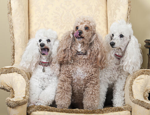 Chien Caniche nain Races de chiens