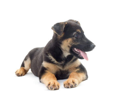 Un jeune chiot berger allemand avec un poil court et sain