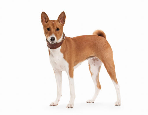 Un beau basenji, montrant son incroyable pelage rouge et blanc