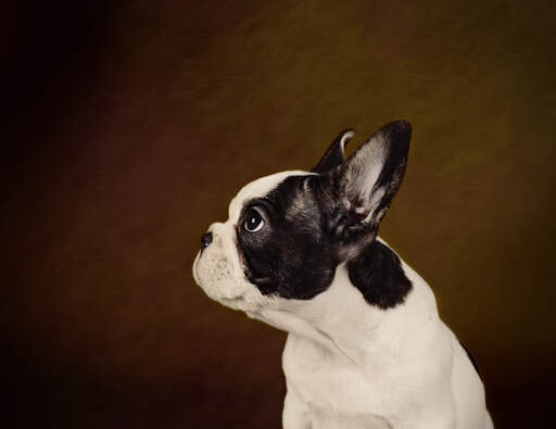 Le nez court et les grandes oreilles d'un boston terrier.