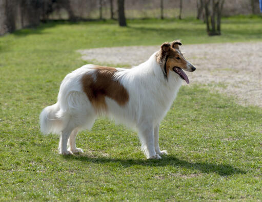 Le magnifique pelage blanc, long et doux d'un collie