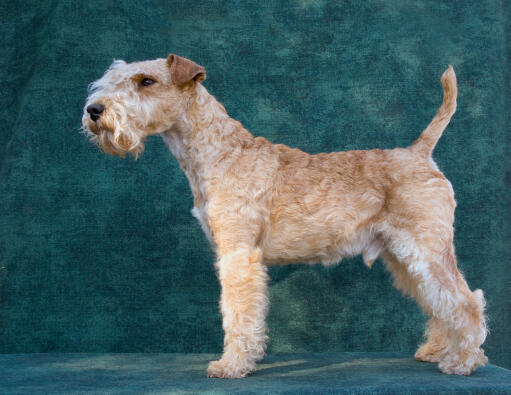 Un lakeland terrier en bonne santé montrant ses merveilleuses longues pattes