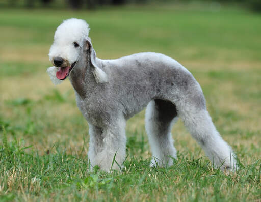 Un magnifique terrier bedlington, debout, montrant son pelage bien soigné