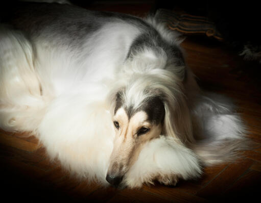 Un chien afghan qui prend un repos bien mérité