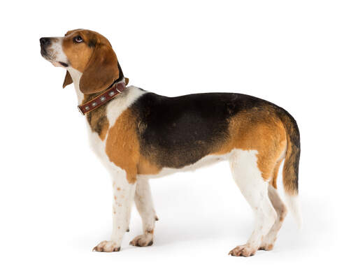 Une vue de côté d'un beagle adulte en bonne santé