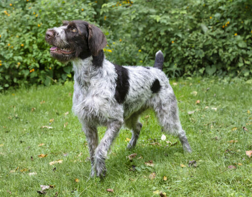 Un beau pointer allemand à poil dur, attendant patiemment une commande