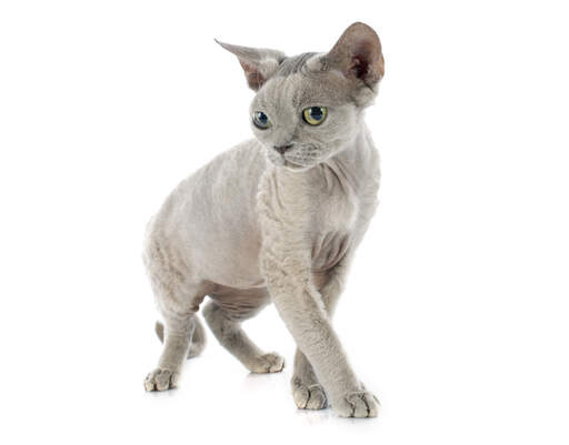 Un devon rex lilas aux yeux vert jaunâtre