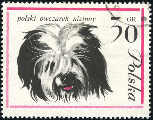 Un chien de berger de plaine polonais sur un timbre polonais