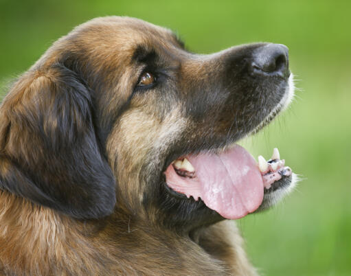 Un gros plan sur le magnifique nez court et le pelage doux d'un leonberger