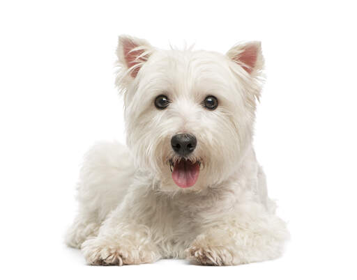 Gros plan sur les oreilles roses typiques du west highland terrier et ses magnifiques yeux de fouine.