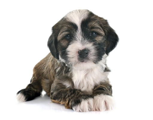 Un beau petit chiot tibetan terrier couché proprement avec ses pattes jointes