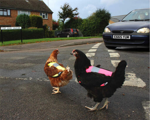 Gardez les poulets en sécurité sur la route !