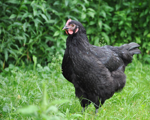 Australorps-poulet-noir