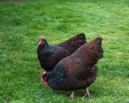 Barnevelder-poulet-deux-jardins