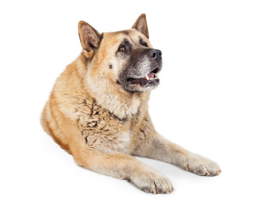 Un akita adulte avec un beau pelage épais couché