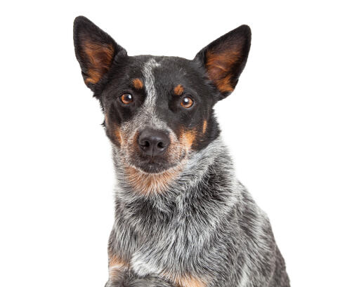 Un chien de berger australien intelligent avec de beaux yeux bruns