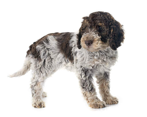 Une belle laGotto romagnolo avec de belles oreilles douces et un visage GorGeous