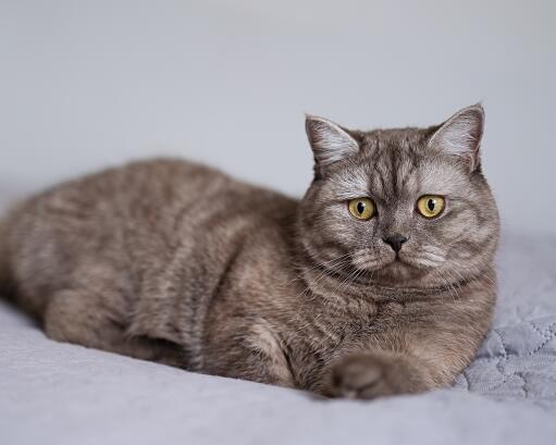 Chat fumé british shorthair couché confortablement