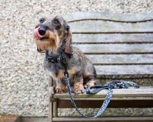 Chien dans un banc avec son collier et sa laisse à motif léopard