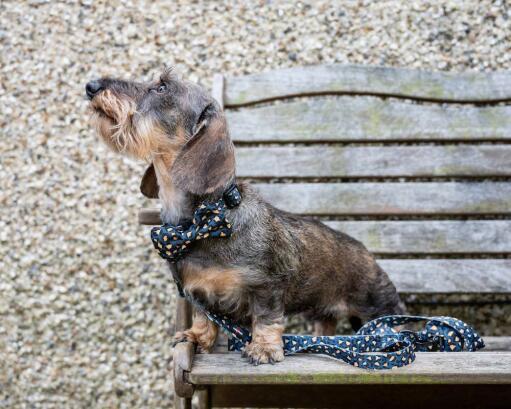 Chien dans un banc avec son collier et sa laisse à motif léopard