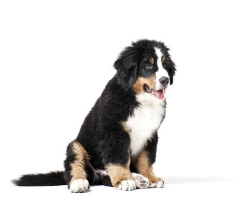 Un chiot saint bernard avec une belle fourrure épaisse, noire, blanche et brune