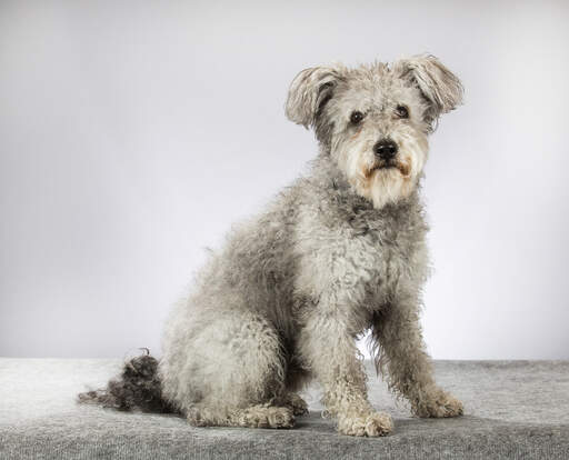 Un pumi hongrois gris avec une belle fourrure bouclée