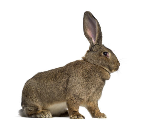 Lapin géant britannique sur fond blanc