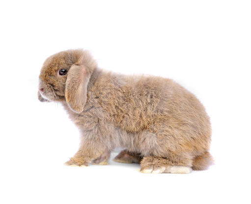 Le nez court et tronqué d'un lapin français.