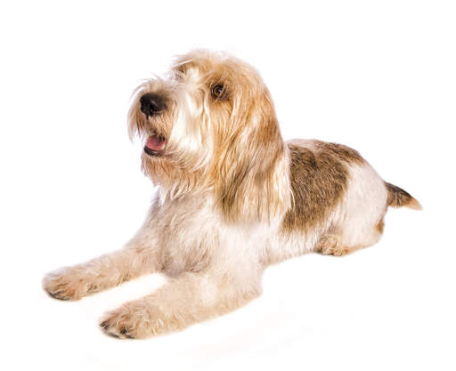 L'adorable basset griffon vendéen petit couché L'adorable basset griffon vendéen petit couché