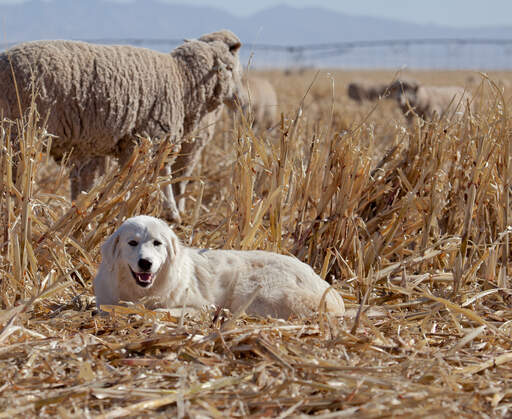 Un merveilleux chien de montagne pyrénéen couché au milieu de la paille