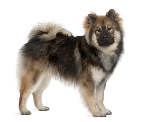 Un eurasier adulte avec une magnifique fourrure épaisse et une queue touffue