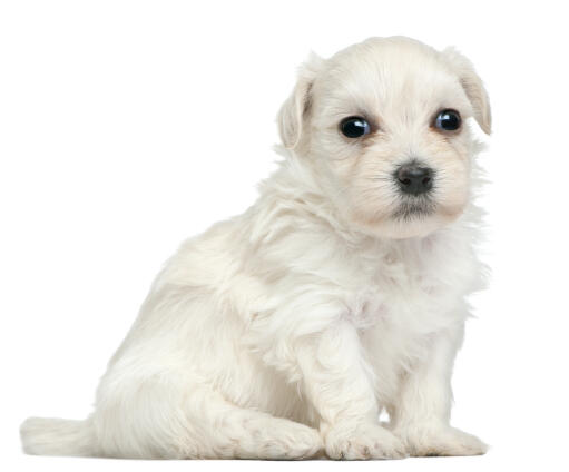 Un chiot lowchen avec un incroyable pelage blanc et doux