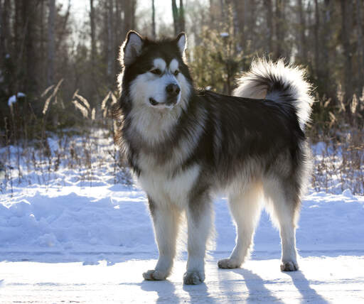 Un malamute d'alaska montrant sa belle fourrure épaisse et sa queue