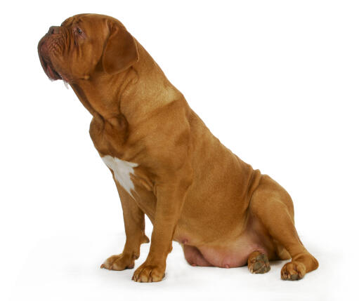 Une femelle dogue de bordeaux avec un beau poil rouge épais