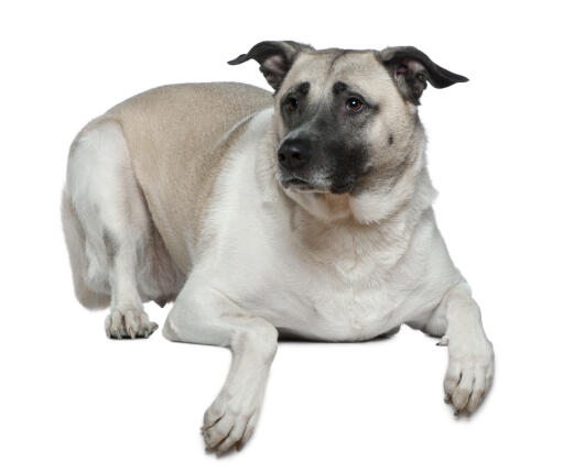 Un magnifique chien de berger d'anatolie couché avec les oreilles dressées