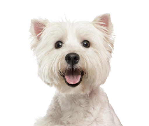 Un west highland terrier excité, haletant, attendant l'attention de son propriétaire