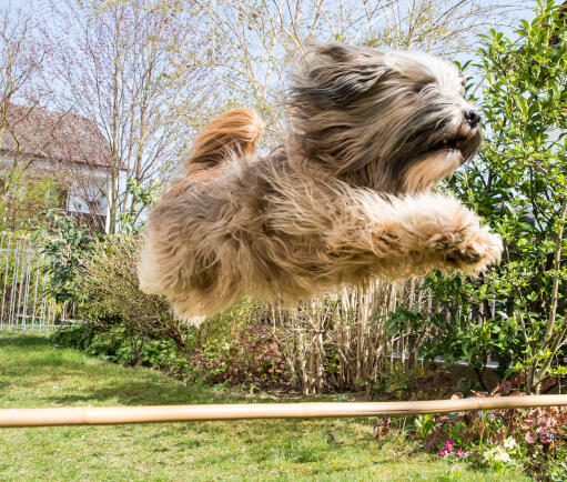 Un terrier tibétain sautant incroyablement haut sur le parcours d'agilité