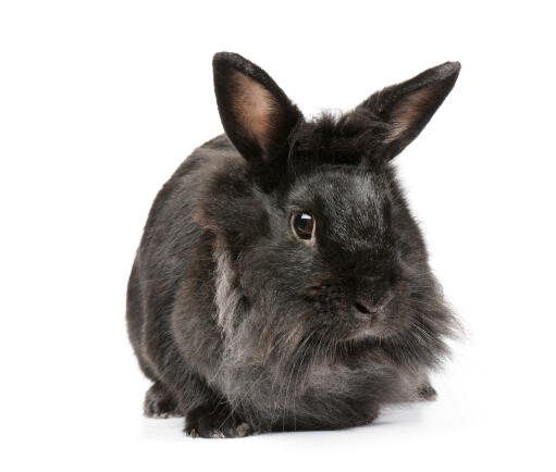 Nain anGora sur fond blanc