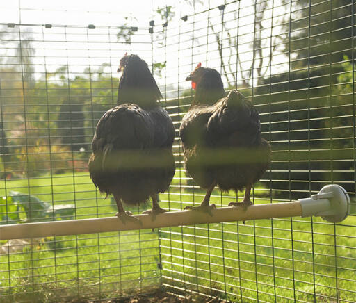 2 poulets perchés et admirant la vue