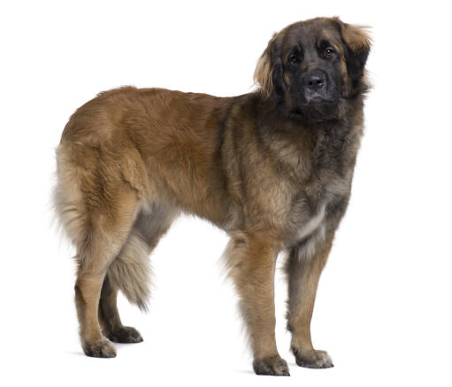 Un leonberger adulte, montrant son grand et fort corps